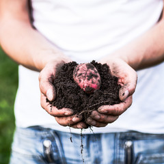 Potato in hands
