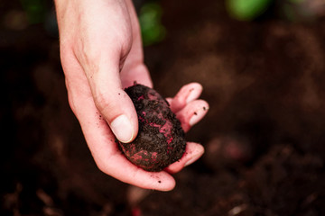 Potato in hands