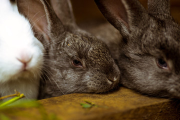 Naklejka premium Rabbit. Mammal animal.