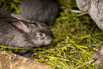 Rabbit. Mammal animal.