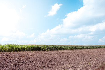 Field, rural nature