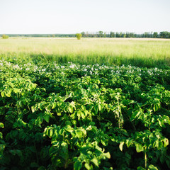 Fototapeta na wymiar Green potato plant