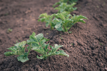 Green potato plant