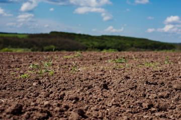 Soil, cultivated dirt.