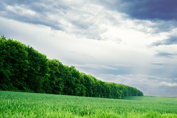 Obraz premium Summer sky. Green nature