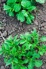 Green potato plant