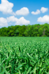 Obraz premium Field, rural nature