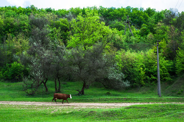 Fototapeta premium Cow, animal in the farm