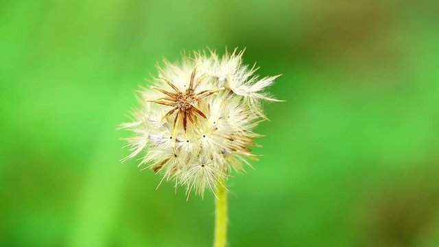HD 1080 super slow beautiful dry cadillo shisada flowers field in nature background
