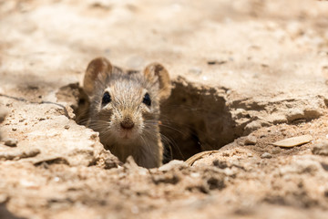One single-striped mouse peeping from its hole in the Kgalagadi Transfrontier Park in South Africa