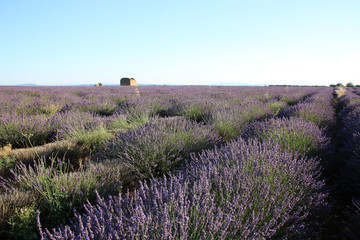 Lavendelfeld in der Provence