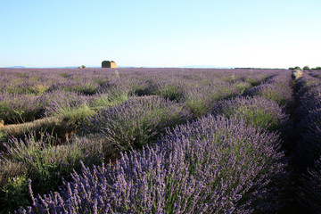 Plakat Lavendelfeld in der Provence