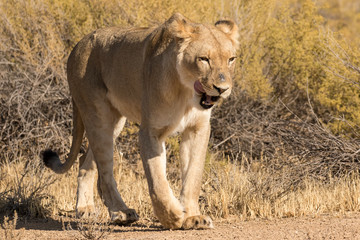 Fototapeta na wymiar One lioness walking and licking its lips in the Kgalagadi Transfrontier Park in South Africa