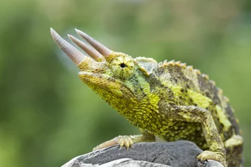 Gordijnen Colorful Jackson's Chameleon (Trioceros jacksonii) © Mark Kostich