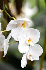 Plakat Orchideen Orchideengewächse (Orchidaceae)