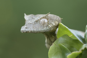 Satanic Leaf-tailed Gecko (Uroplatus phantasticus)