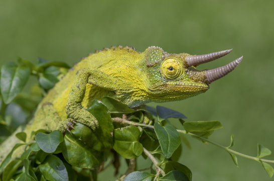 Colorful Jackson's Chameleon (Trioceros jacksonii)