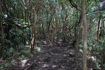 Kapahulu o´he o Gulch, seven secred pools Maui