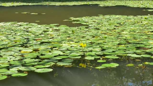 黄色い花の睡蓮