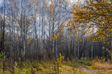 Obraz premium Colorful autumn landscape