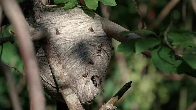 Big Wasp Nest in Nature Close Up