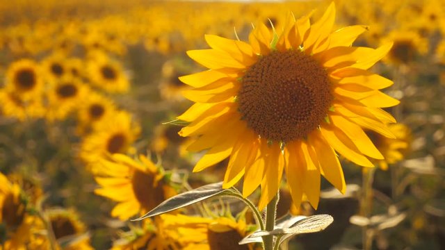 Sunset over the field of sunflowers against a cloudy sky. Beautiful summer landscape agriculture. slow motion video. field of blooming sunflowers on a background sunset. lifestyle harvesting