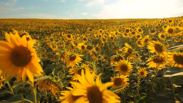 Sunset over the field of sunflowers against a cloudy sky. Beautiful summer landscape agriculture. slow motion video. lifestyle field of blooming sunflowers on a background sunset. harvesting