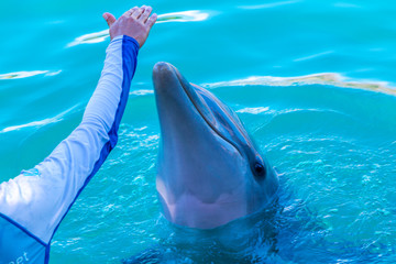 Delfin en el agua © victor