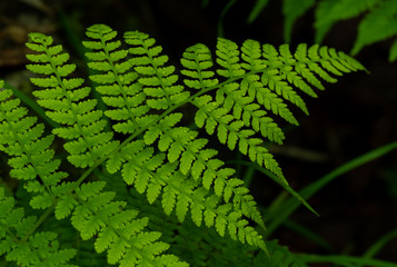 Single Fern Branch with rain drops