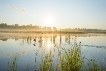 Reed along the shore of a lake at a foggy sunrise in summer