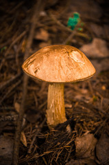 Mushroom in a pine forest