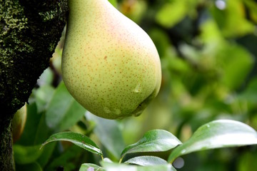 Gelbe reife Birne am Baum nach einem Regenschauer