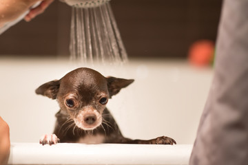 Portrait of a wet brown or chocolate chihuahua dog. The dog is bathing. - 220560841