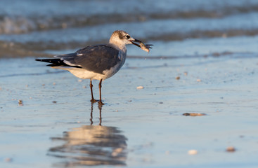 Snowy Egret Takes Step