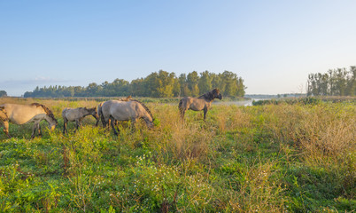 Horses in a field along a misty lake at sunrise in summer © Naj