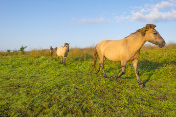 Naklejka na ściany i meble Horses in a field along a misty lake at sunrise in summer