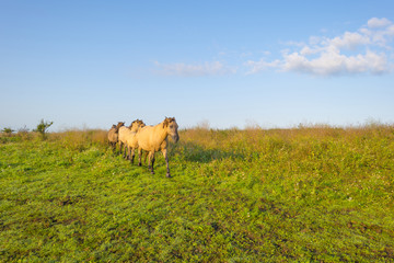 Horses in a field along a misty lake at sunrise in summer © Naj