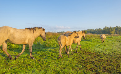 Horses in a field along a misty lake at sunrise in summer