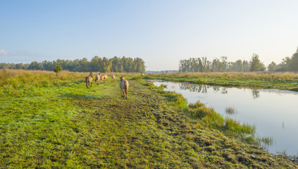 Horses in a field along a misty lake at sunrise in summer © Naj