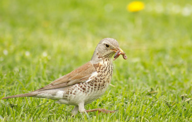 Fieldfare (Turdus pilaris) with a worm