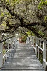 Fototapeta premium Spanish Moss Covered Branches Cover Bridge