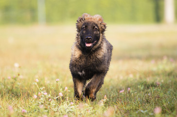 Caucasian shepherd puppy on the grass in the park