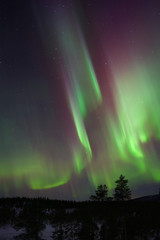 Aurora Borealis, Northern Lights, above boreal forest in Lapland, Northern Finland.