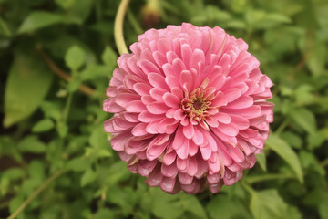 Closeup of beautiful pink zinnia flower that fills up the frame with blurred-bokeh leaf background - selective focus