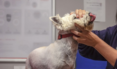 Cropped hand of female veterinarian examining head of West Highland White Terrier dog that is...