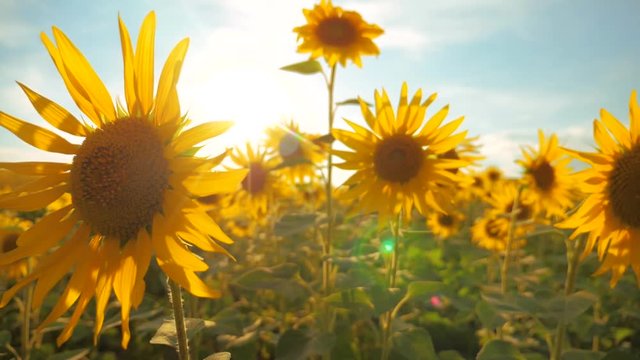 Sunset over the field of sunflowers against a cloudy sky. harvesting agriculture sunflowers field concept nature. Beautiful summer landscape agriculture. slow motion video. lifestyle field of blooming