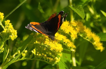 Butterfly Admiral on yellow flowers. Vanessa atalanta.