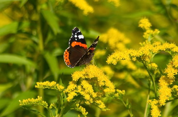 Butterfly Admiral on yellow flowers. Vanessa atalanta.