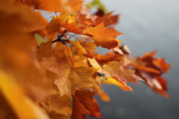 Colorful maple leaves in autumn against grey sky