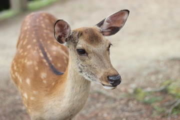 Deer (cervus nippon) in Nara park, Japan